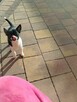 Śliczna suczka Chihuahua szuka kochającego domu! - 4