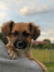 Cudowny wesoły chętny do zabawy aniołek szuka domku