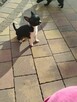 Śliczna suczka Chihuahua szuka kochającego domu! - 3