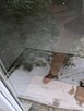 Syndyk sprzeda z wolnej ręki sześć kontenerów socjalnych - 7
