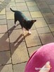 Śliczna suczka Chihuahua szuka kochającego domu! - 7