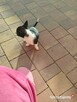 Śliczna suczka Chihuahua szuka kochającego domu! - 5