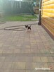 Śliczna suczka Chihuahua szuka kochającego domu! - 6