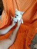 Urocze szczenięta rasy Chihuahua - 8