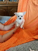 Urocze szczenięta rasy Chihuahua - 10