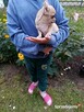 Chihuahua – piesek szuka kochającego domu