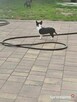 Śliczna suczka Chihuahua szuka kochającego domu! - 9