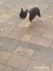 Śliczna suczka Chihuahua szuka kochającego domu! - 8