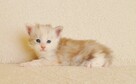 Śliczna koteczka Maine Coon - LEGALNA HODOWLA PZF/WCF - 6