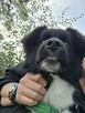 Kajtuś młody pogodny psiak marzy o własnym domu - 5