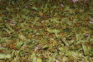 LIPA SUSZONA