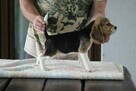 Beagle Panny do wzięcia ZKwP/FCI po Champione Polski - 9