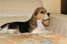 Beagle Panny do wzięcia ZKwP/FCI po Champione Polski - 8