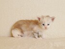 Śliczna koteczka Maine Coon - LEGALNA HODOWLA PZF/WCF - 4