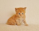 Przepiękny rudeczek Maine Coon - LEGALNA HODOWLA PZF/WCF