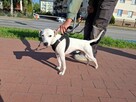 Śliczny mały piesek szuka domu