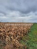 Działka siedliskowa Zazdrość gm. Radziejowice - 2
