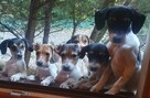 Szczeniaki 15-tygodniowe, mieszańce z Beagle do oddania