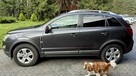 3 sztuki Opel Antara Chevrolet Captiva - ZOBACZ Dobre Auta - 16