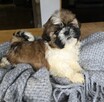Szczeniaki Shih tzu , tri color - 13