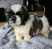 Szczeniaki Shih tzu , tri color