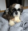 Szczeniaki Shih tzu , tri color - 9