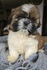 Szczeniaki Shih tzu , tri color - 14