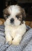 Szczeniaki Shih tzu , tri color - 6