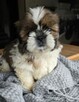 Szczeniaki Shih tzu , tri color - 12