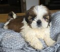 Szczeniaki Shih tzu , tri color - 4