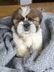 Szczeniaki Shih tzu , tri color - 8