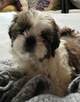 Szczeniaki Shih tzu , tri color - 15