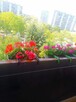Sprzedam mieszkanie 2 pokojowe/38 m2/Balkon/Winda