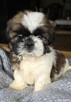 Szczeniaki Shih tzu , tri color - 7