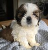 Szczeniaki Shih tzu , tri color - 2