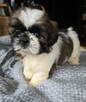 Szczeniaki Shih tzu , tri color - 5