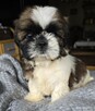 Szczeniaki Shih tzu , tri color - 11