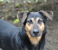 Pogo pies do adopcji