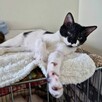 Żonkil cudowny kociak do adopcji