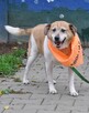 Astro - Energiczny psiak szuka rodziny