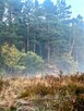 Działka budowlana Warszawa Wesoła, Stara Miłosna, Pogodna