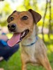 Goja-cudowna, ruda energiczna suczka do adopcji
