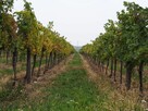 23. FRANCJA (Dijon)- Pracownik winnicy, prace przy pielęgnac