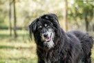 Rodos-pies do pilnej adopcji-nie ma czasu czekać