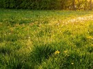Skoczów, Kiczyce - działka budowlana na sprzedaż. - 3