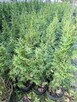 Tuja Szmaragd 70-90 cm - 2