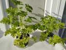 Anginka - geranium