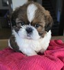 Piesek Shih tzu, tri color, pìękny