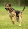 Pilne!! Atos ok 2,5 letni w typ, wyjatkowy pies czeka na dom