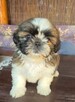 Suczka Shih tzu ,tri color